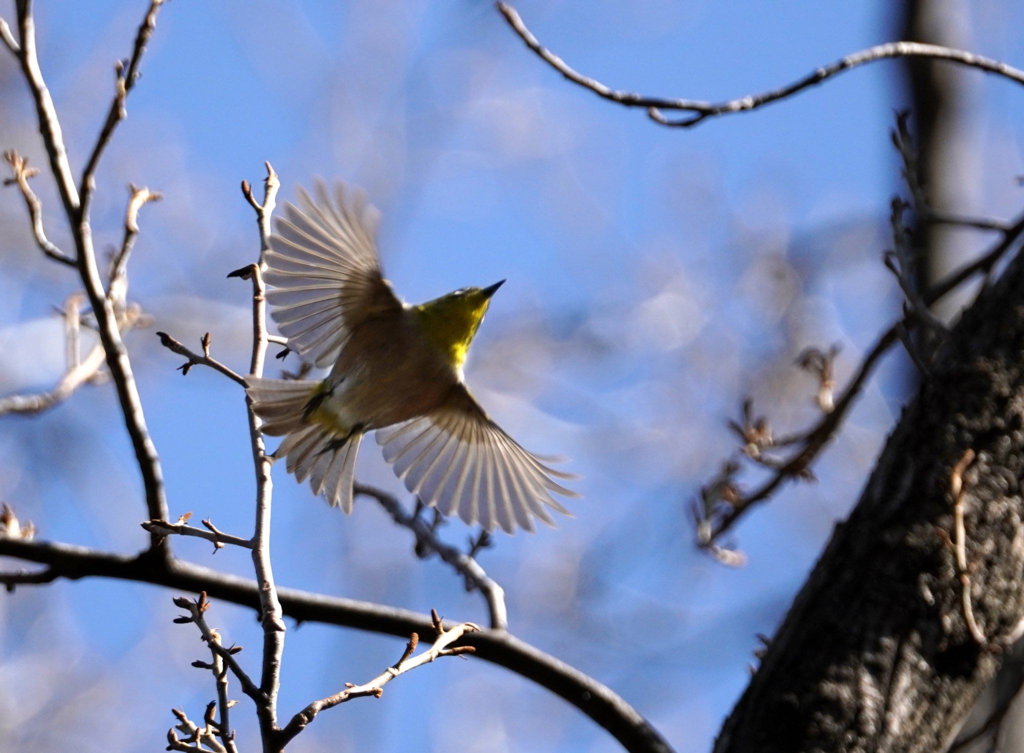 Photo of Warbling White-eye at 大井埠頭(大井ふ頭) by sota