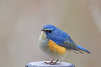 Red-flanked Bluetail Unknown Spots Fri, 2/12/2021