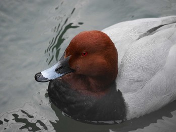 Common Pochard 入江川（横浜市神奈川区） Mon, 2/1/2021