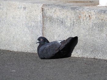 2021年2月11日(木) 山下公園の野鳥観察記録