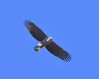 Mountain Hawk-Eagle Unknown Spots Fri, 12/30/2016