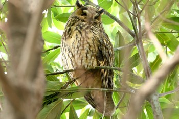 Long-eared Owl Unknown Spots Fri, 2/12/2021