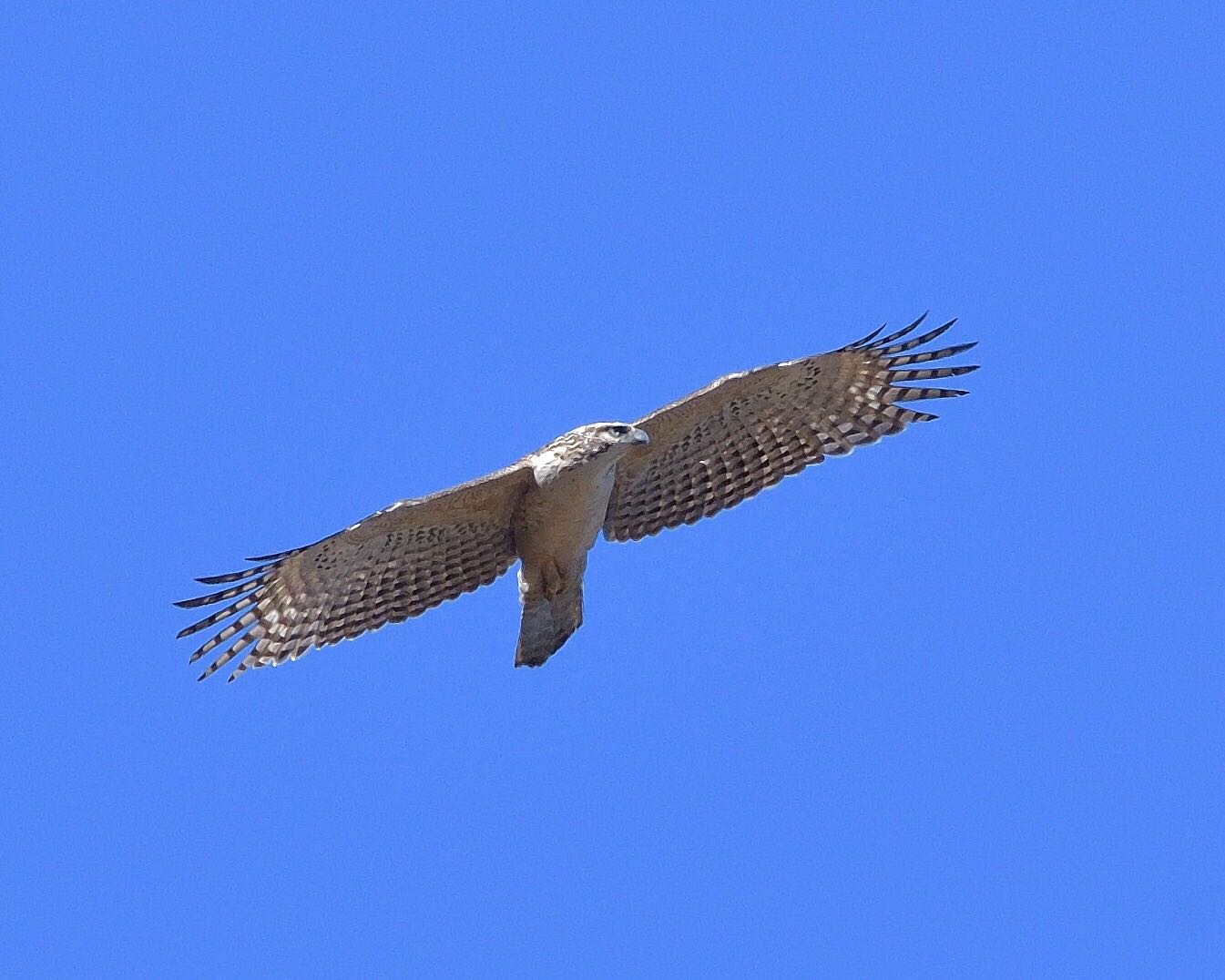 Photo of Mountain Hawk-Eagle at  by ちびすけ