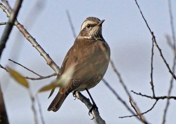 ツグミ 佐鳴湖 2021年1月3日(日)