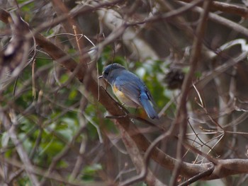 Red-flanked Bluetail 六甲山 Fri, 2/12/2021