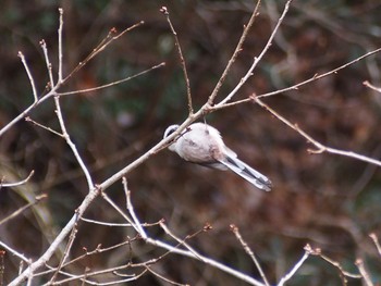 Long-tailed Tit 六甲山 Fri, 2/12/2021