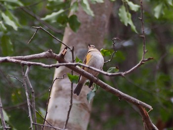 Red-flanked Bluetail 六甲山 Fri, 2/12/2021