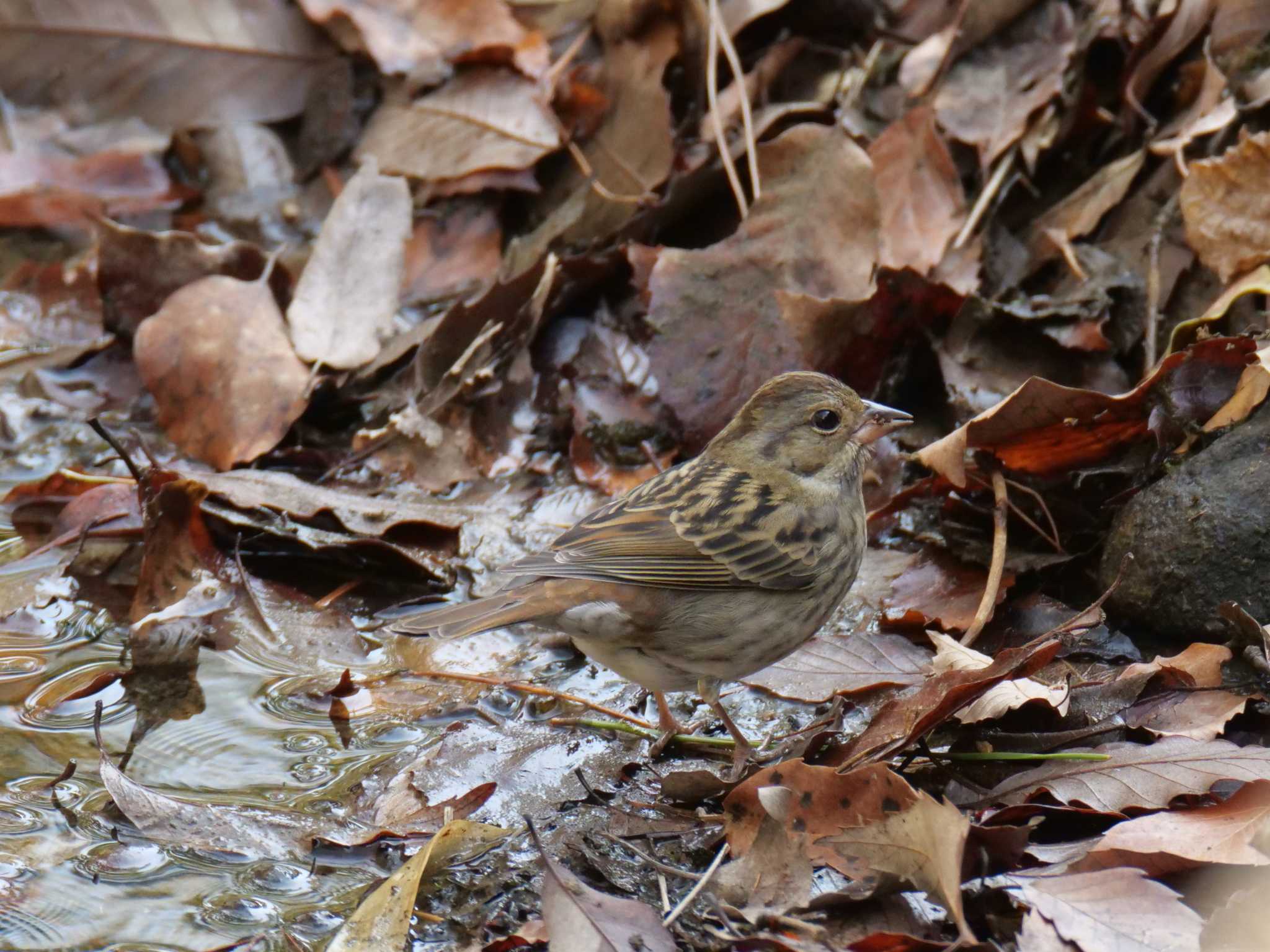 播磨中央公園(兵庫県) クロジの写真 by 禽好き