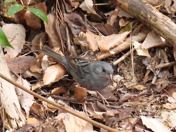 2021年2月12日(金) 播磨中央公園(兵庫県)の野鳥観察記録