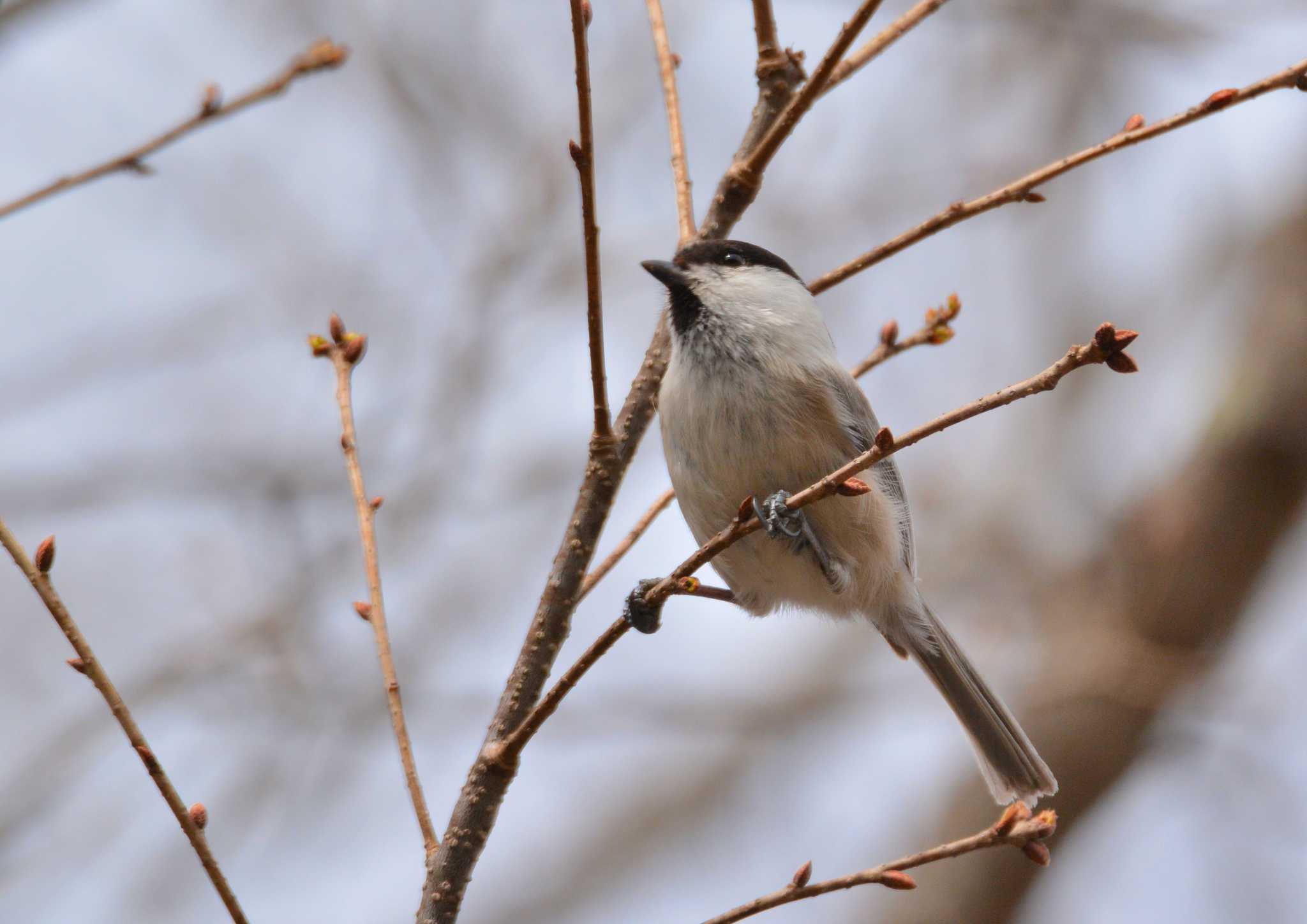 Photo of Willow Tit at Lake Okutama by birds@hide3