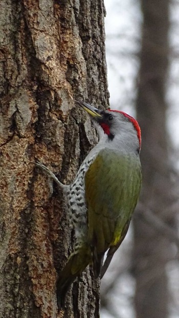 Japanese Green Woodpecker 黒川清流公園 Fri, 2/12/2021