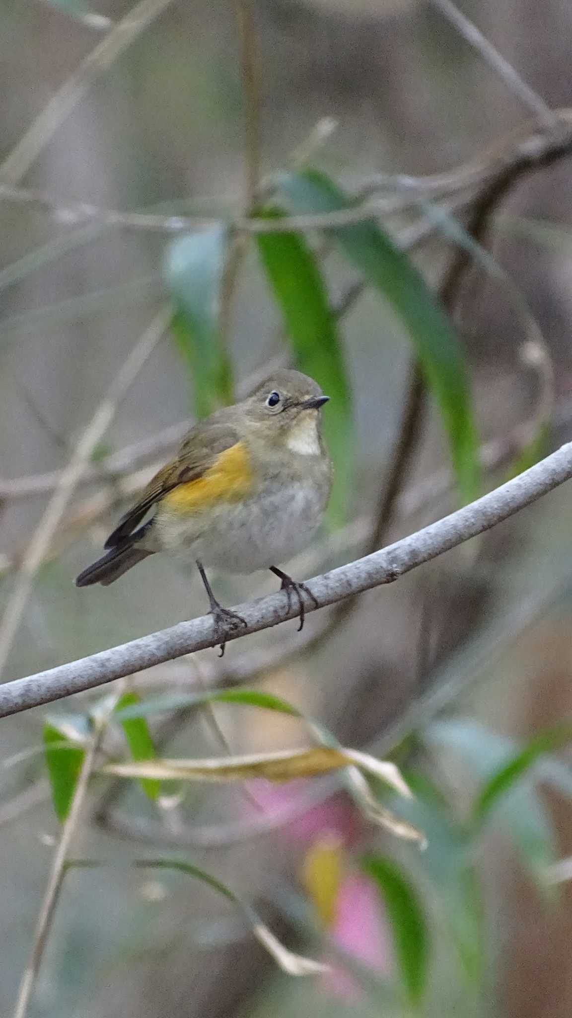 Photo of Red-flanked Bluetail at 黒川清流公園 by poppo