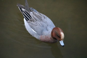 Eurasian Wigeon 錦織公園 Thu, 2/11/2021