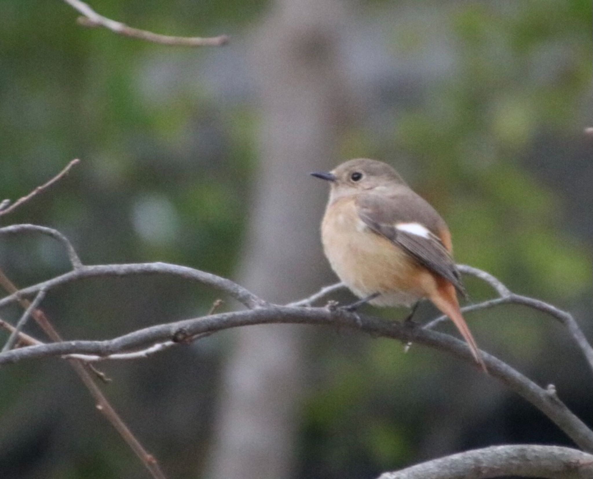 Photo of Daurian Redstart at 錦織公園 by Mariko N