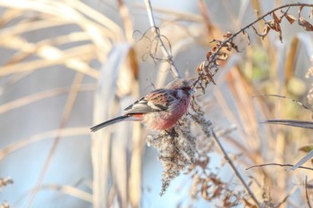 Siberian Long-tailed Rosefinch Watarase Yusuichi (Wetland) Sat, 12/31/2016