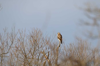 Eastern Buzzard Kabukuri Pond Sun, 1/1/2017