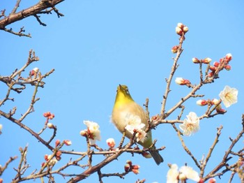 メジロ 山崎川中流域 2021年2月11日(木)