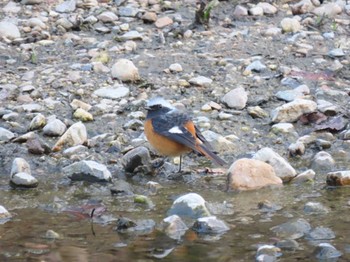 2021年2月11日(木) 山崎川中流域の野鳥観察記録