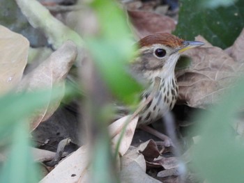 Puff-throated Babbler Khao Mai Keao Reservation Park Fri, 2/12/2021