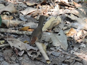 Puff-throated Babbler Khao Mai Keao Reservation Park Fri, 2/12/2021