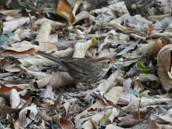 Puff-throated Babbler Khao Mai Keao Reservation Park Fri, 2/12/2021