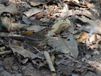 Puff-throated Babbler Khao Mai Keao Reservation Park Fri, 2/12/2021