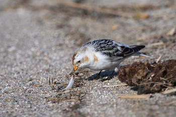 Snow Bunting Unknown Spots Sat, 2/6/2021