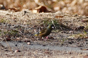 Grey-capped Greenfinch 彩湖 Sun, 2/7/2021