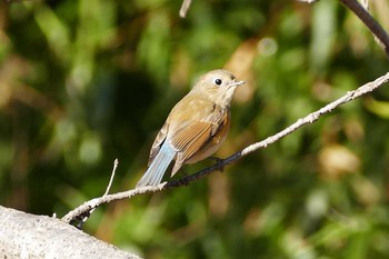 Red-flanked Bluetail 彩湖 Sun, 2/7/2021