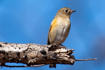 2021年2月11日(木) 東京都立桜ヶ丘公園(聖蹟桜ヶ丘)の野鳥観察記録