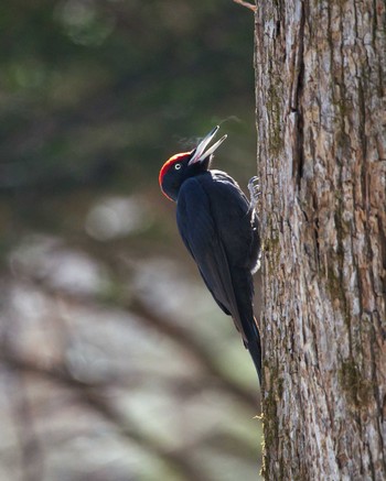 Black Woodpecker Unknown Spots Fri, 2/12/2021