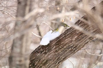 Eurasian Siskin 十勝が丘展望台 Wed, 2/10/2021