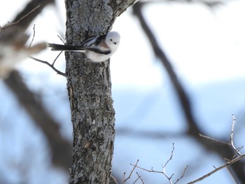 Long-tailed tit(japonicus) 十勝が丘展望台 Wed, 2/10/2021