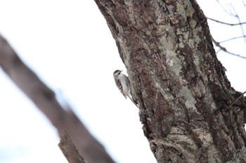 Eurasian Treecreeper 十勝が丘展望台 Wed, 2/10/2021