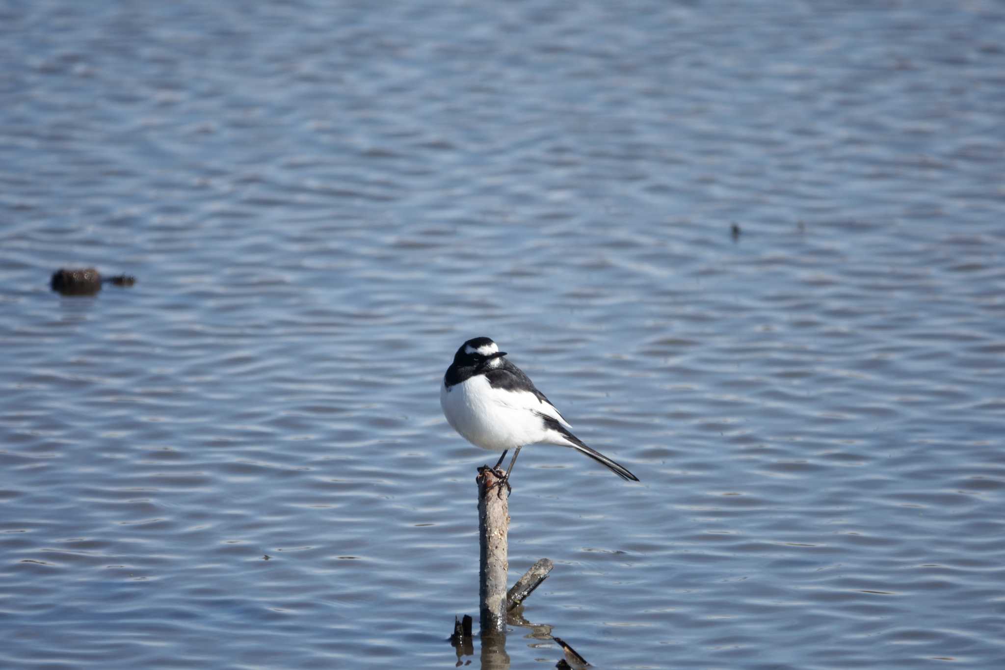 Japanese Wagtail