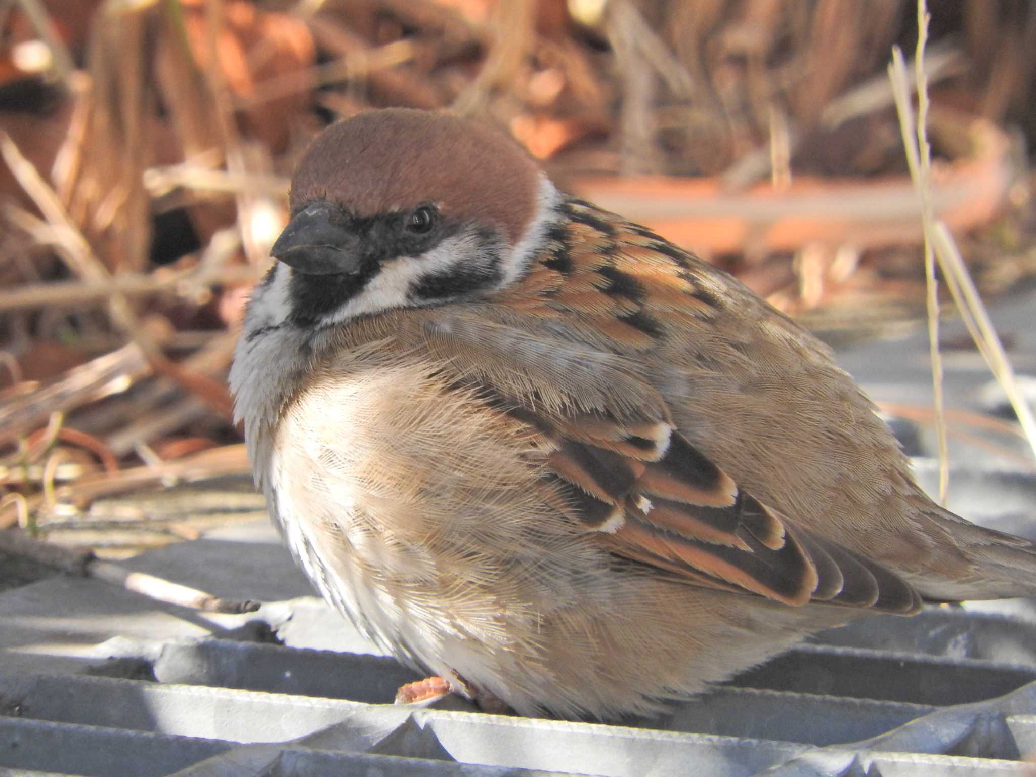 Eurasian Tree Sparrow