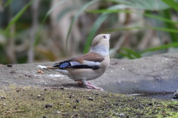 Fri, 2/12/2021 Birding report at Inokashira Park