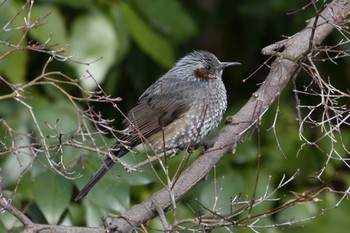 Brown-eared Bulbul Inokashira Park Fri, 2/12/2021