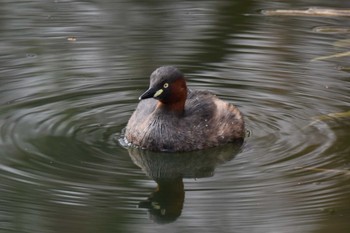 Little Grebe Inokashira Park Fri, 2/12/2021