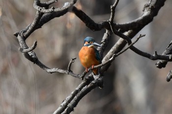 カワセミ 井の頭公園 2021年2月12日(金)