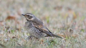 2021年2月11日(木) 明治神宮の野鳥観察記録