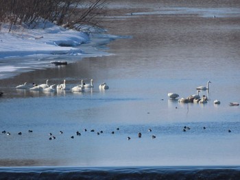 Unknown Species 十勝川河川敷 Thu, 2/11/2021