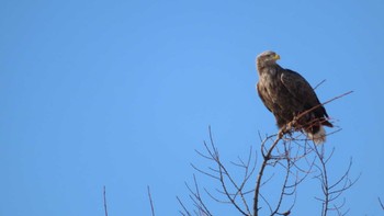 White-tailed Eagle 十勝 Thu, 2/11/2021