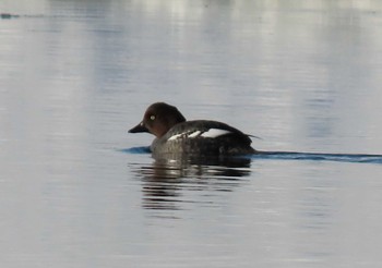 Common Goldeneye 十勝川河口海岸 Thu, 2/11/2021