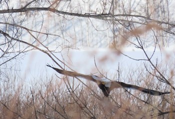 Steller's Sea Eagle 十勝 Fri, 2/12/2021