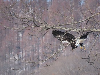 Steller's Sea Eagle 十勝 Fri, 2/12/2021