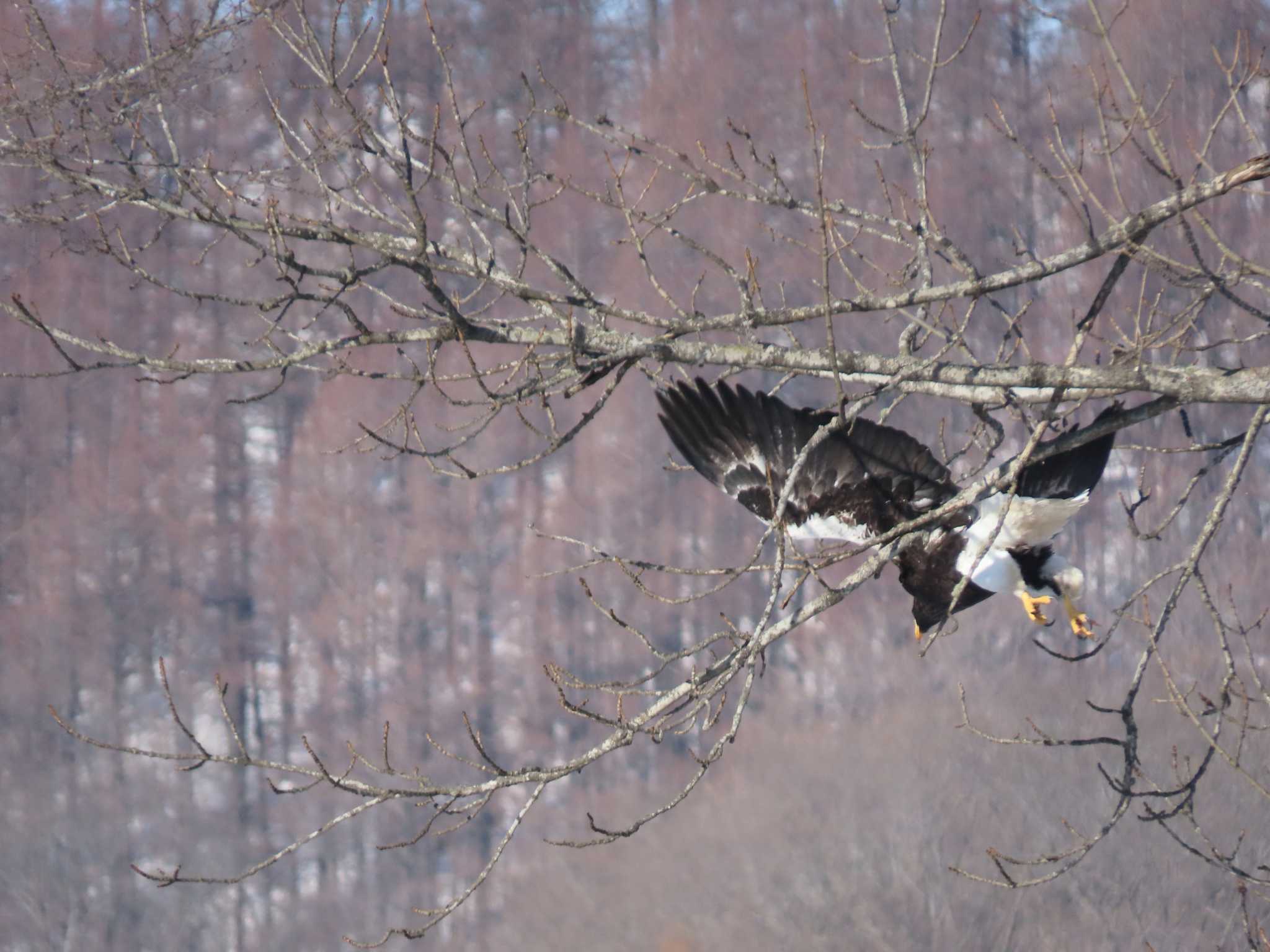 Photo of Steller's Sea Eagle at 十勝 by くまちん