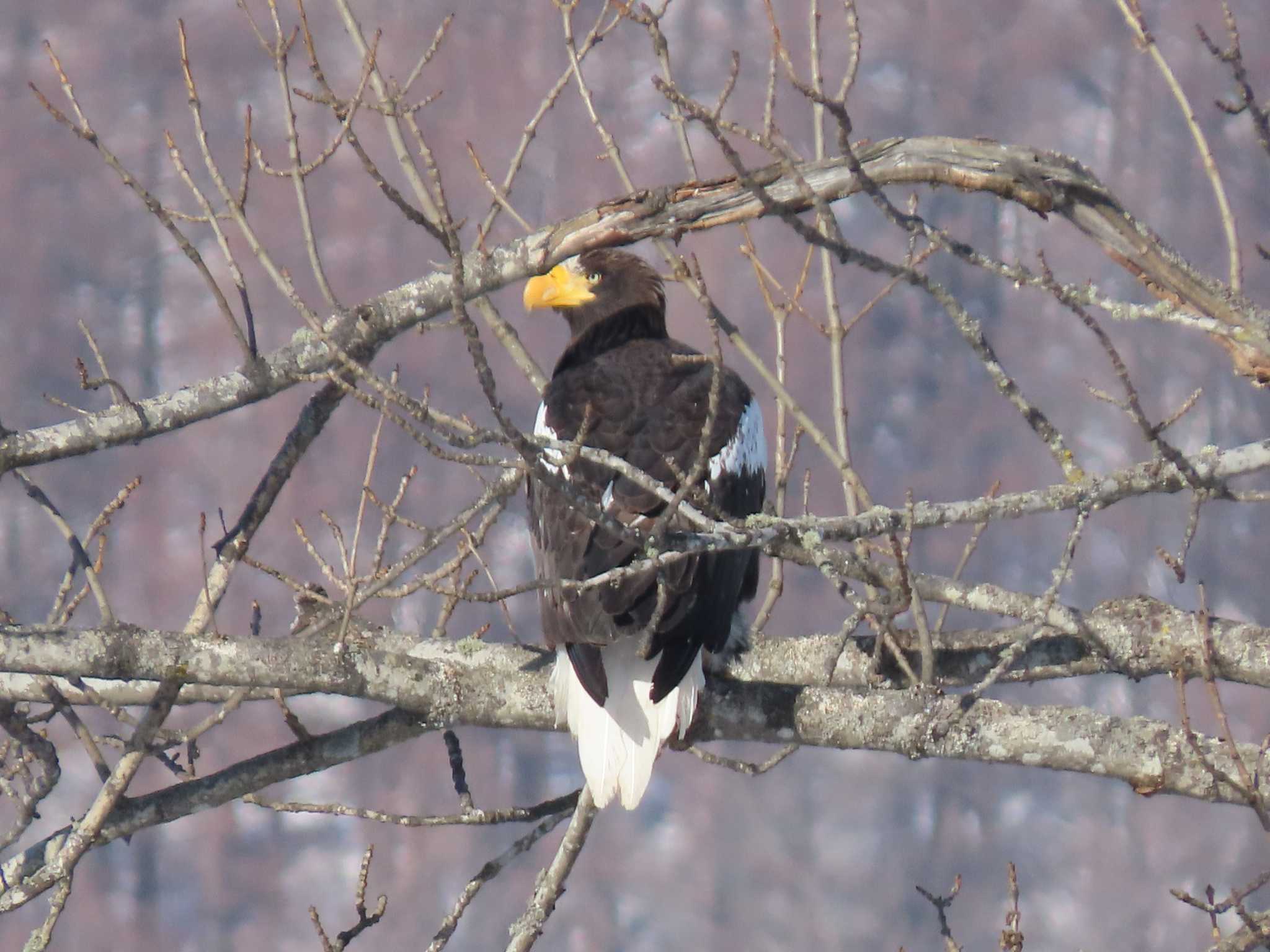 Photo of Steller's Sea Eagle at 十勝 by くまちん