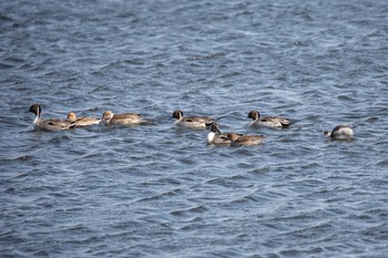 ハジロカイツブリ ふなばし三番瀬海浜公園 2021年2月11日(木)