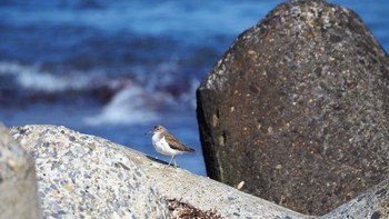 イソシギ 平磯海岸 2021年2月11日(木)